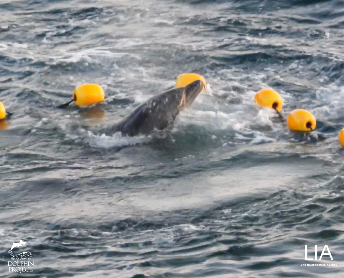 300 Delfine mit vielen Babys werden den dritten Tag in der Bucht festgehalten, sie trösten sich gegenseitig während des Terrors in Angst, Panik und sind durch Dehydration völlig entkräftet
